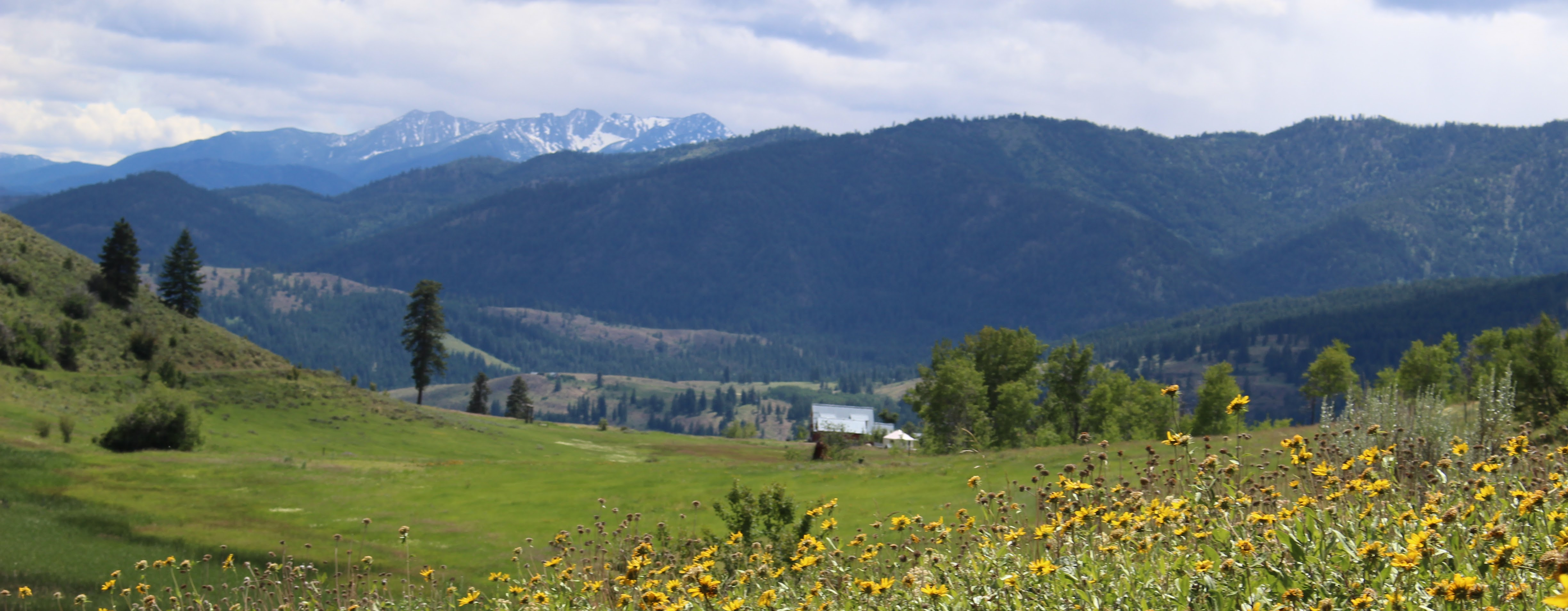 Landscape shot of a field of sunflowers, a cabin, and the North Cascades in the background