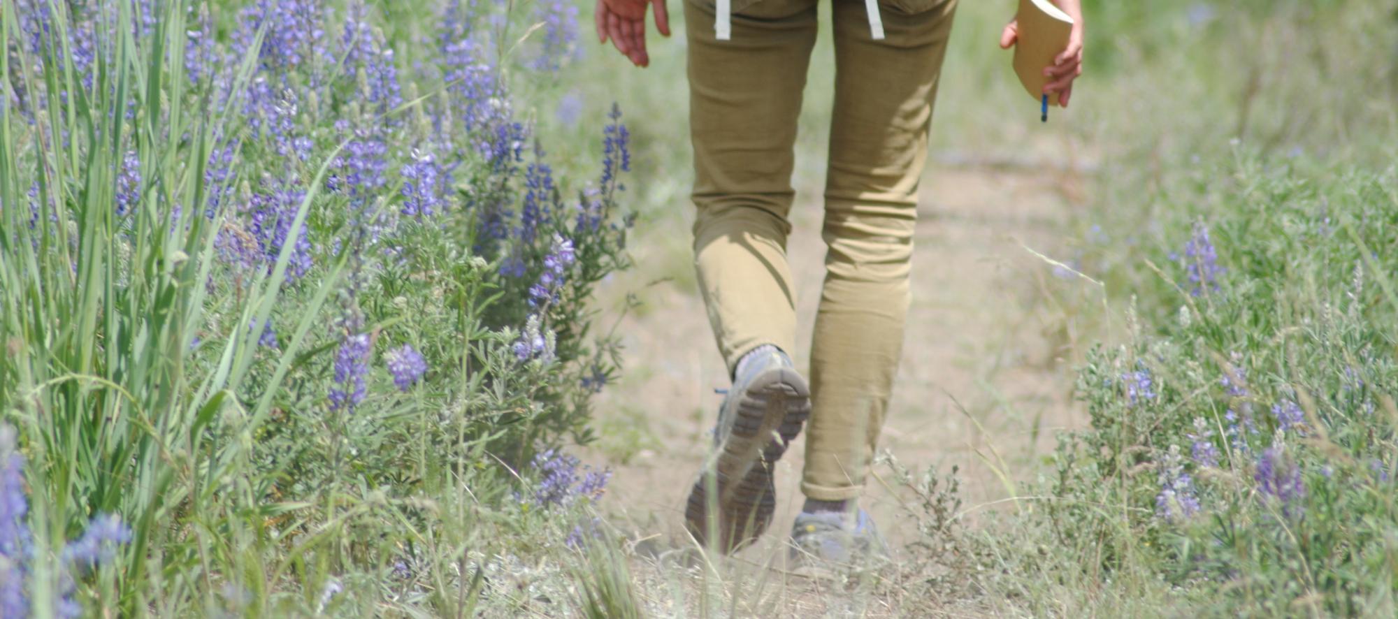 A person walking on a path through a field of wildflowers