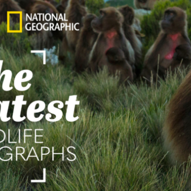 A promotional banner for "The Greatest Wildlife Photographs" by National Geographic, featuring a Gelada monkey in sharp focus against a backdrop of others in a grassy field.