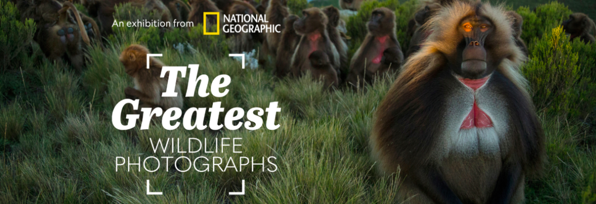 A promotional banner for "The Greatest Wildlife Photographs" by National Geographic, featuring a Gelada monkey in sharp focus against a backdrop of others in a grassy field.
