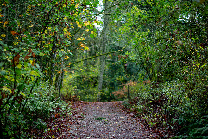 A path through a dense, green forest with autumn-colored leaves.